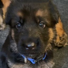 German Shepherds from Hidden Brook GSD