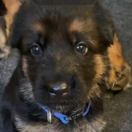 German Shepherds from Hidden Brook GSD
