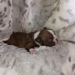 Haggerty - Big Red Boy - Red male Boston Terrier puppy in Hamilton, Montana from Reds Studio