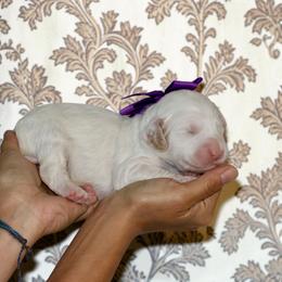 Purple - Caramel female Australian Labradoodle puppy in Milton, North Carolina from Good Day Doodles