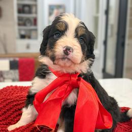 Max - Tri-color female Bernedoodle puppy in Kilgore, Texas from Furry Tail Doodles