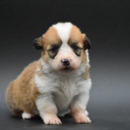 Girl 3 - female Pembroke Welsh Corgi puppy in Kansas City, Missouri from Willow Creek Corgis