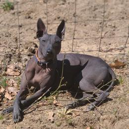 Xoloitzcuintli puppies from Mickam's Xolo's