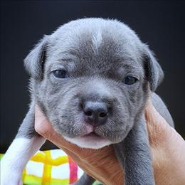 Scald - Blue and white female Staffordshire Bull Terrier puppy in Dallas, Texas from Wild Blue Staffords