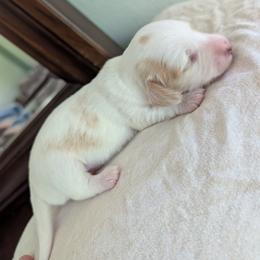 White Chocolate - Piebald male Dachshund puppy in Brantley, Alabama from Lindsey Smith