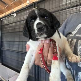 Red - Liver and white male German Shorthaired Pointer puppy in Newton Grove, North Carolina from Wayalife Labradors & Gsp’s