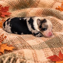 Pippin - Blue merle female Australian Shepherd puppy in Howardsville, Virginia from Spectacular Aussies and Cavaliers