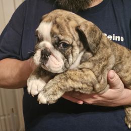 Bulldog Puppies from Magill's Bulldogs