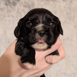 Poppy - Black and white female Cavalier King Charles Spaniel puppy in Stilwell, Oklahoma from Love Bug Cavaliers