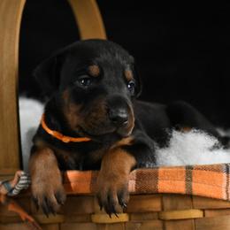 Vice - Black and rust male Doberman Pinscher puppy in Overton, Texas from Obsidian Kennel