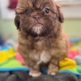 Whitney - Red female Shih Tzu puppy in Stafford, Virginia from Bayview Pups