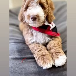Australian Labradoodle and Double Doodle Puppies from Love Me Pooch