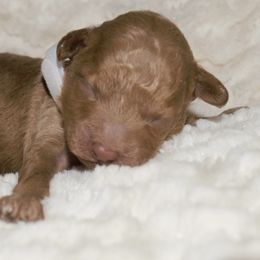 Boy 3 - Poodle puppy in Miami Dade County, Florida from RoyalPaws_Miami