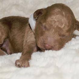Boy 3 - Poodle puppy in Miami Dade County, Florida from RoyalPaws_Miami