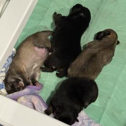 Pomsky puppies from Cherrywell Carnivora