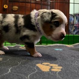 Miley - Blue merle female Miniature Australian Shepherd puppy in Terryville, Connecticut from Spirited Aussies