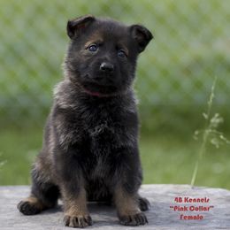 German Shepherd Puppies from 4B Kennels