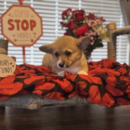 Nancy Wheeler - Sable female Pembroke Welsh Corgi puppy in Olathe, Colorado from Rocking LJ Breeding