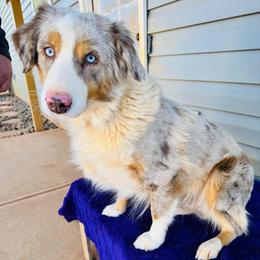 Cookie - Red merle female Australian Shepherd puppy in Charlotte, North Carolina from Awesome Aussies