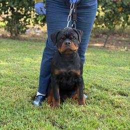 Grey Collar - Black and mahogany male Rottweiler puppy in Batesburg, South Carolina from Vom Haus Bulnes