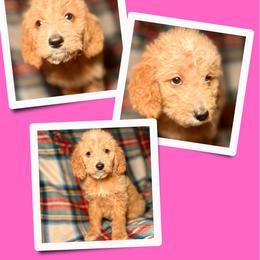 Latte - Apricot female Goldendoodle puppy in Bluefield, Virginia from Love on a Leash