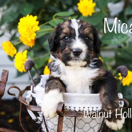 Bernedoodle Puppies from Walnut Hollow Kennels