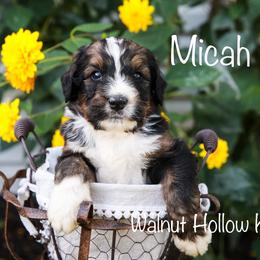 Bernedoodle Puppies from Walnut Hollow Kennels
