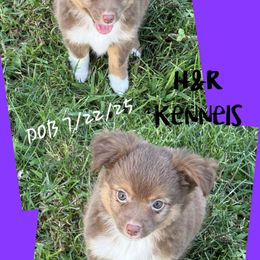 Pup 4 - Red tri female Toy Australian Shepherd puppy in Luzerne, Iowa from Rouse's Aussies