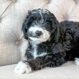 Saturday🧡 - Black tri-color male Aussiedoodle puppy in Granbury, Texas from Triple Cross Doodles