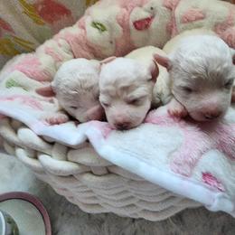 Girl 2 - White female Bichon Frise puppy in Four Oaks, North Carolina from Misty Clark