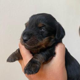 Bear - Black and tan male Dachshund puppy in Trenton, Florida from Tweenie Weenie Dachshunds