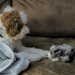 Aussiedoodle Puppies from Ridgeview Aussiedoodles