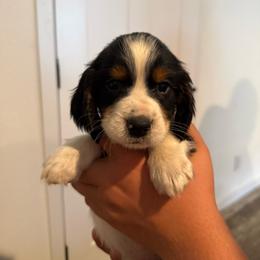 Boy 3 - Black white and tan male English Springer Spaniel puppy in Fort Meade, Florida from Lake in the Hills Springers