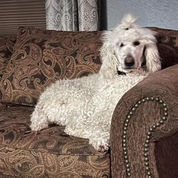 Zoe - Poodle