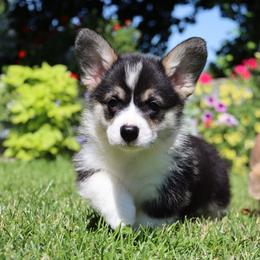 Blossom - Black and tan female Pembroke Welsh Corgi puppy in Pollock, Missouri from Northstar
