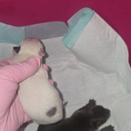 Girl 3 - Blue parti female Pomeranian puppy in Angleton, Texas from Pomeranian Palace, LLC