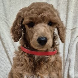 Red girl - Red  female Poodle puppy in Toms River, New Jersey from Bayview Poodles