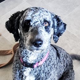 Sadie - Aussiedoodle