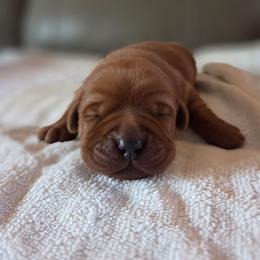 Layla's Girl 1 - Yellow female Labrador Retriever puppy in Williamsburg, Pennsylvania from River View Labradors