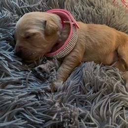 Goldendoodle Puppies from Knox Family Goldens & Doodles