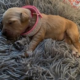 Goldendoodle Puppies from Knox Family Goldens & Doodles