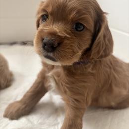 Cockapoo Puppies from Puppy Garden