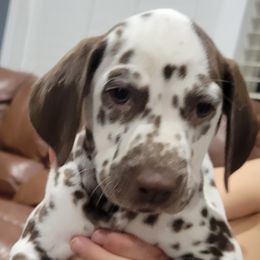 Dalmatian Puppies from RMS Dalmatians