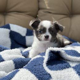 Zeus (Frankie) - Blue and white male Chihuahua puppy in Harrison, Michigan from Cloud9 Chihuahuas