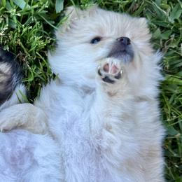 Pomeranians from Cece’s Perfect Poms