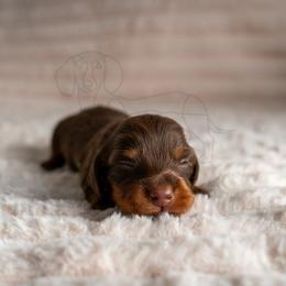 Tsukemen - Chocolate and tan male Dachshund puppy in Temecula, California from Naomi Magee's Dachshund Kennel