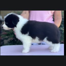 Tessa - Black female Border Collie puppy in Dunn, North Carolina from Coylety Kennel