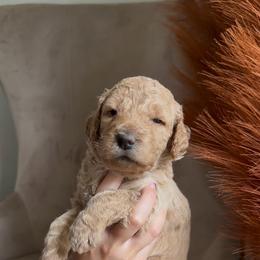 Amber - Apricot female Goldendoodle puppy in Easley, South Carolina from Our Darling Doodles