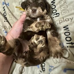 Godiva - Liver female Miniature Schnauzer puppy in Orlando, Florida from Central Florida CKC Miniature Schnauzer Breeders