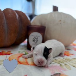 Boy 1 - Tri-colored male Parson Russell Terrier puppy in Peabody, Kansas from SouthFork Ranch